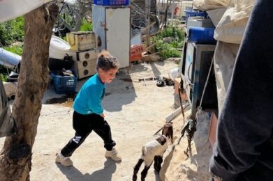 A young boy in a blue shirt and black pants walks along a sunlit outdoor path, gently leading a small goat. The background features various household items and structures, with another person partially visible on the right.