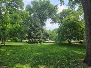 A peaceful green park with tall trees, people in the distance, benches, and pigeons on the grass near Temple Emanu-El in New York City.