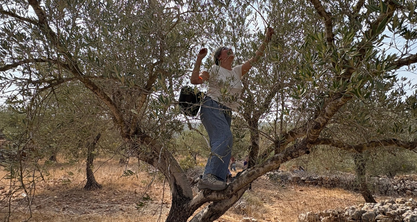 A person standing on an olive tree branch and reaching up to harvest olives, recalling the ancient tradition of the olive harvest in the Holy Land.